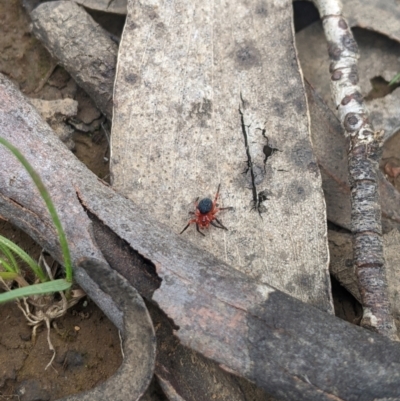 Nicodamidae (family) (Red and Black Spider) at Namadgi National Park - 10 Dec 2023 by MattM