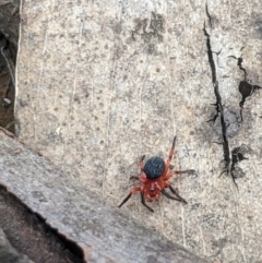 Nicodamidae (family) at Namadgi National Park - 10 Dec 2023