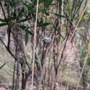 Commius elegans at Lower Cotter Catchment - 10 Dec 2023