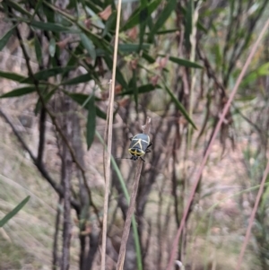 Commius elegans at Lower Cotter Catchment - 10 Dec 2023