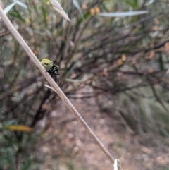 Commius elegans at Lower Cotter Catchment - 10 Dec 2023