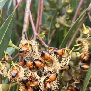 Phyllotocus macleayi at Weetangera, ACT - 10 Dec 2023