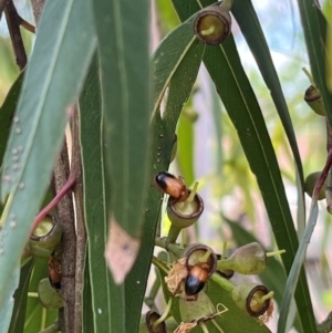 Phyllotocus macleayi at Weetangera, ACT - 10 Dec 2023