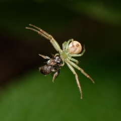 Thomisidae sp. (family) (Unidentified Crab spider or Flower spider) at Downer, ACT - 9 Dec 2023 by RobertD
