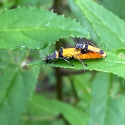 Chauliognathus imperialis (Imperial Soldier Beetle) at Wingecarribee Local Government Area - 17 Jan 2023 by GlossyGal