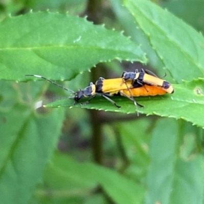 Chauliognathus imperialis (Imperial Soldier Beetle) at Bundanoon - 17 Jan 2023 by GlossyGal