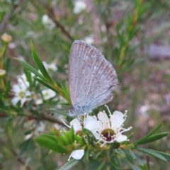 Zizina otis (Common Grass-Blue) at QPRC LGA - 9 Dec 2023 by MatthewFrawley