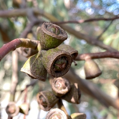 Eucalyptus baeuerlenii (Baueuerlen's Gum) at Googong, NSW - 25 Nov 2023 by Wandiyali