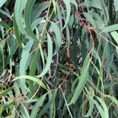 Eucalyptus baeuerlenii at suppressed - 26 Nov 2023