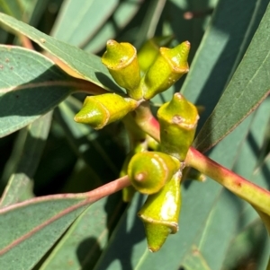Eucalyptus baeuerlenii at suppressed - 26 Nov 2023
