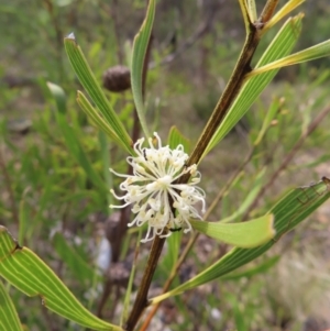 Hakea dactyloides at QPRC LGA - 9 Dec 2023 03:59 PM