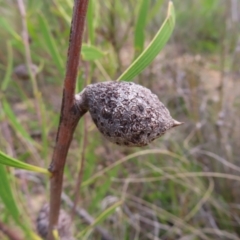 Hakea dactyloides at QPRC LGA - 9 Dec 2023