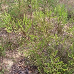 Hakea dactyloides at QPRC LGA - 9 Dec 2023 03:59 PM