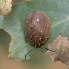 Paropsis aegrota (Eucalyptus Tortoise Beetle) at Fraser, ACT - 14 Feb 2023 by AlisonMilton