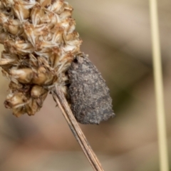 Cryptocephalinae (sub-family) (A case-bearing leaf beetle) at Fraser, ACT - 14 Feb 2023 by AlisonMilton