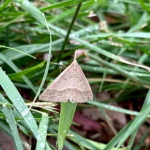 Epidesmia hypenaria at Aranda, ACT - 9 Dec 2023