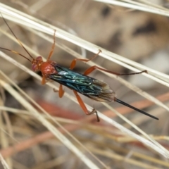 Lissopimpla excelsa (Orchid dupe wasp, Dusky-winged Ichneumonid) at Fraser, ACT - 14 Feb 2023 by AlisonMilton