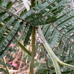 Opisthoncus sp. (genus) (Unidentified Opisthoncus jumping spider) at Aranda, ACT - 8 Dec 2023 by KMcCue