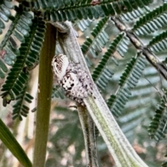 Opisthoncus sp. (genus) at Aranda, ACT - 9 Dec 2023