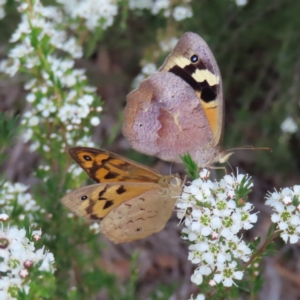 Heteronympha merope at QPRC LGA - 9 Dec 2023 04:38 PM