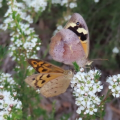 Heteronympha merope (Common Brown Butterfly) at QPRC LGA - 9 Dec 2023 by MatthewFrawley