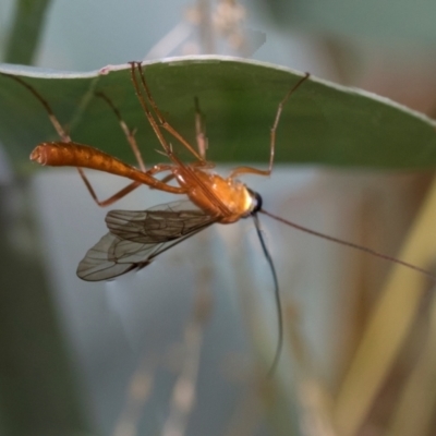 Ichneumonidae (family) (Unidentified ichneumon wasp) at Fraser, ACT - 14 Feb 2023 by AlisonMilton