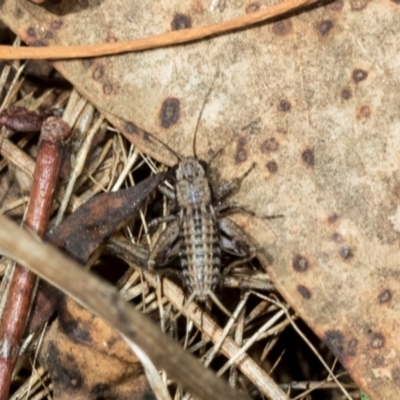Grylloidea (superfamily) (Unidentified cricket) at Fraser, ACT - 14 Feb 2023 by AlisonMilton