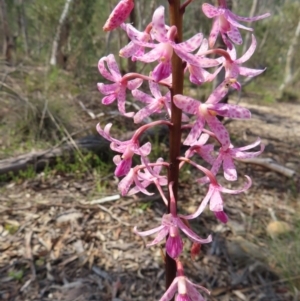 Dipodium roseum at QPRC LGA - 9 Dec 2023