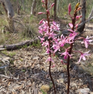 Dipodium roseum at QPRC LGA - 9 Dec 2023