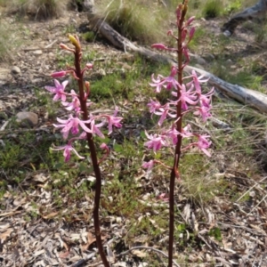 Dipodium roseum at QPRC LGA - 9 Dec 2023