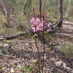 Dipodium roseum at QPRC LGA - 9 Dec 2023