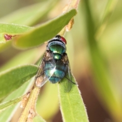 Chrysomya sp. (genus) (A green/blue blowfly) at Fraser, ACT - 14 Feb 2023 by AlisonMilton