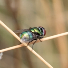 Chrysomya sp. (genus) at Fraser, ACT - 14 Feb 2023 11:52 AM