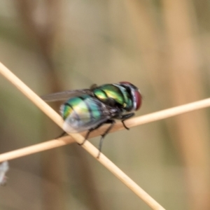 Chrysomya sp. (genus) at Fraser, ACT - 14 Feb 2023 11:52 AM