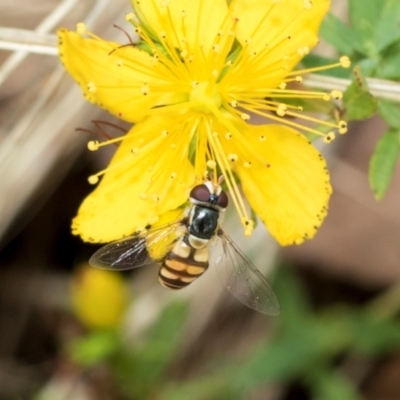 Simosyrphus grandicornis (Common hover fly) at Fraser, ACT - 14 Feb 2023 by AlisonMilton