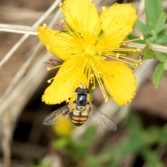 Simosyrphus grandicornis at Fraser, ACT - 14 Feb 2023