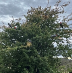 Callocephalon fimbriatum (Gang-gang Cockatoo) at Cook, ACT - 7 Dec 2023 by Spar