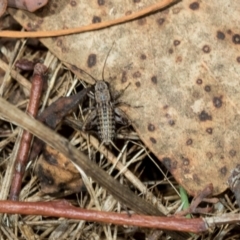 Bobilla sp. (genus) (A Small field cricket) at Fraser, ACT - 14 Feb 2023 by AlisonMilton