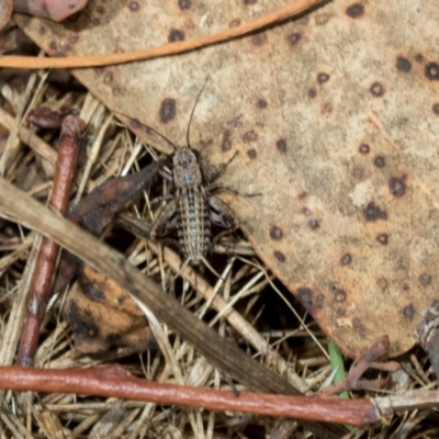 Unidentified Cricket (Orthoptera, several families) at Fraser, ACT - 14 Feb 2023 by AlisonMilton