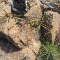 Cymbopogon refractus (Barbed-wire Grass) at QPRC LGA - 9 Dec 2023 by MatthewFrawley