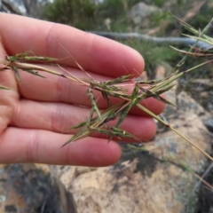 Cymbopogon refractus at QPRC LGA - 9 Dec 2023