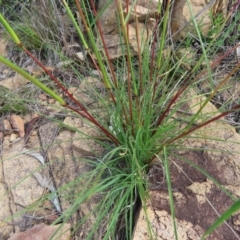 Cymbopogon refractus at QPRC LGA - 9 Dec 2023 03:53 PM