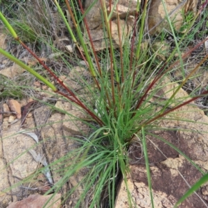 Cymbopogon refractus at QPRC LGA - 9 Dec 2023