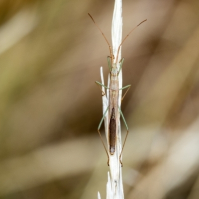 Mutusca brevicornis (A broad-headed bug) at Fraser, ACT - 14 Feb 2023 by AlisonMilton