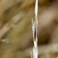 Mutusca brevicornis at Fraser, ACT - 14 Feb 2023 11:46 AM