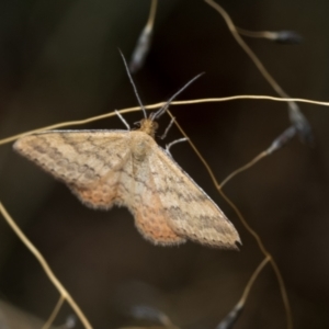 Scopula rubraria at Fraser, ACT - 14 Feb 2023