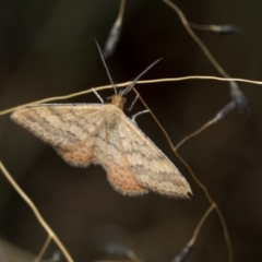Scopula rubraria (Reddish Wave, Plantain Moth) at Fraser, ACT - 14 Feb 2023 by AlisonMilton