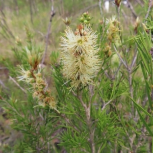 Melaleuca armillaris at QPRC LGA - 9 Dec 2023 04:13 PM