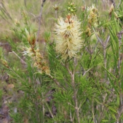 Melaleuca armillaris at QPRC LGA - 9 Dec 2023 04:13 PM