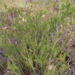 Melaleuca armillaris at QPRC LGA - 9 Dec 2023